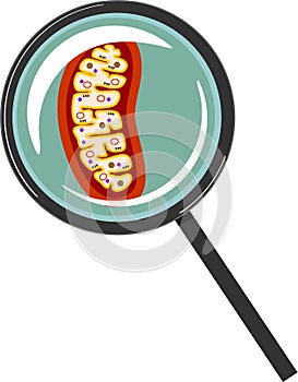 Structure of mitochondrion under magnifying glass photo